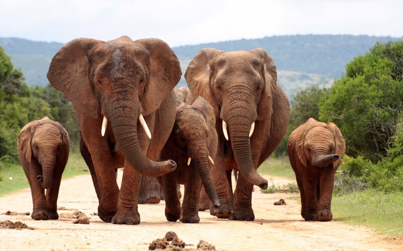 Elephant Herd on Dirt Road