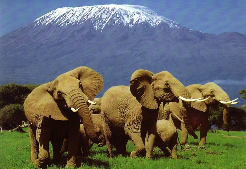 Elephant Herd on Grass
