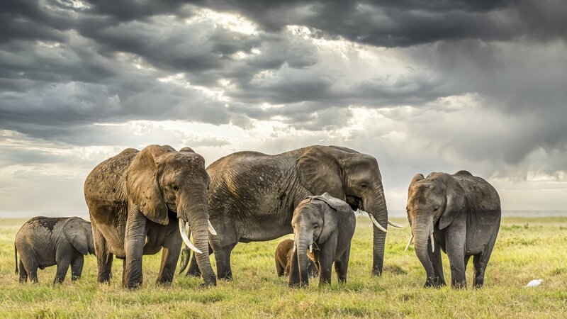 Elephant Herd on Grassland