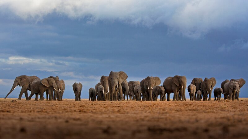 Elephant Herd on Plain