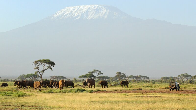 Elephant Herd on Savanna — Green, Serene, Morning, Photograph, Mountain, Jeep