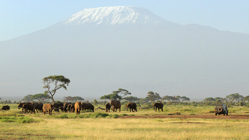 Elephant Herd on Savanna — Green, Serene