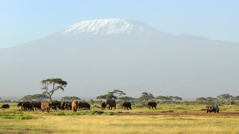 Elephant Herd on Savanna — Green