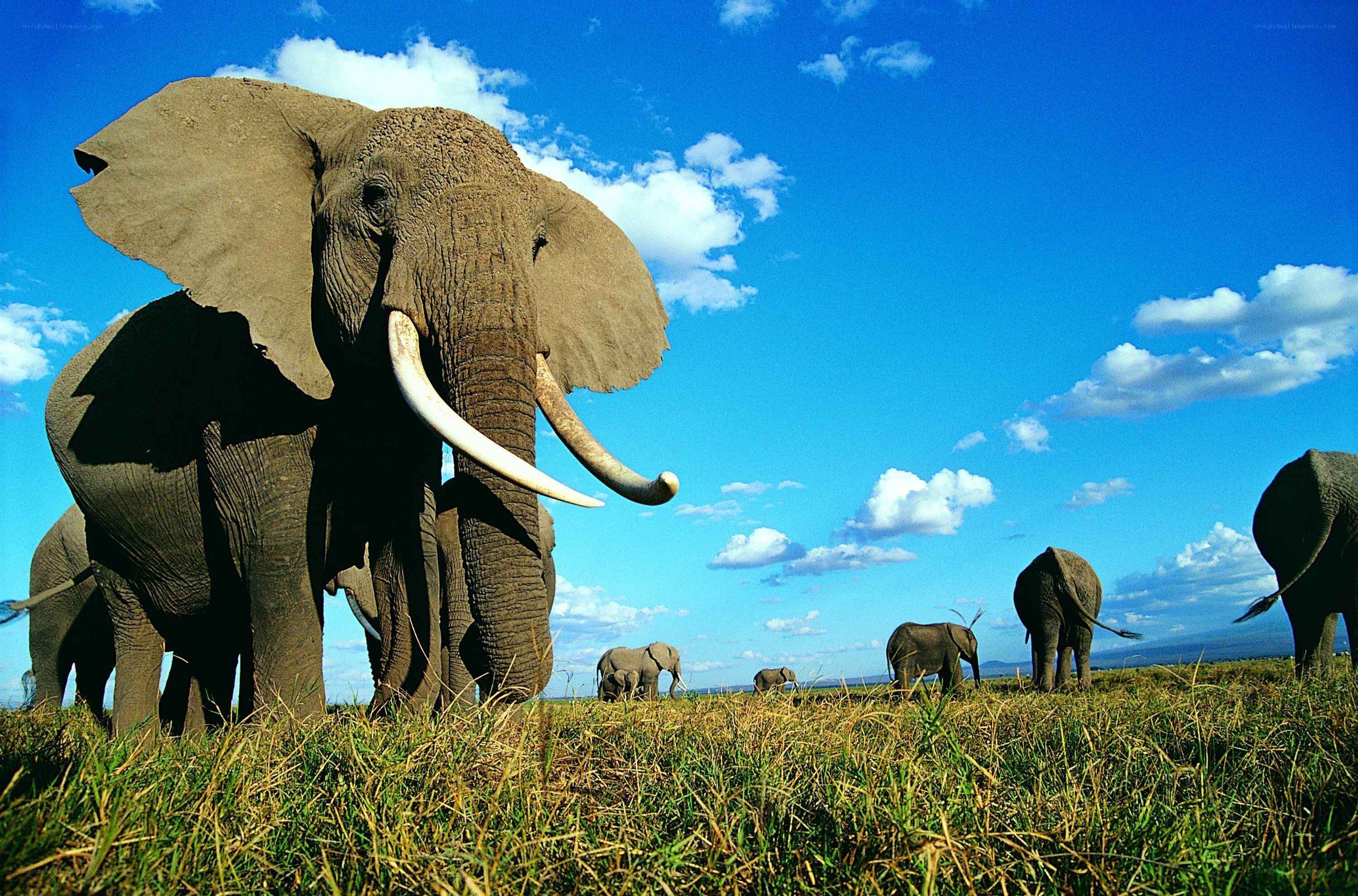 Elephant herd on savanna