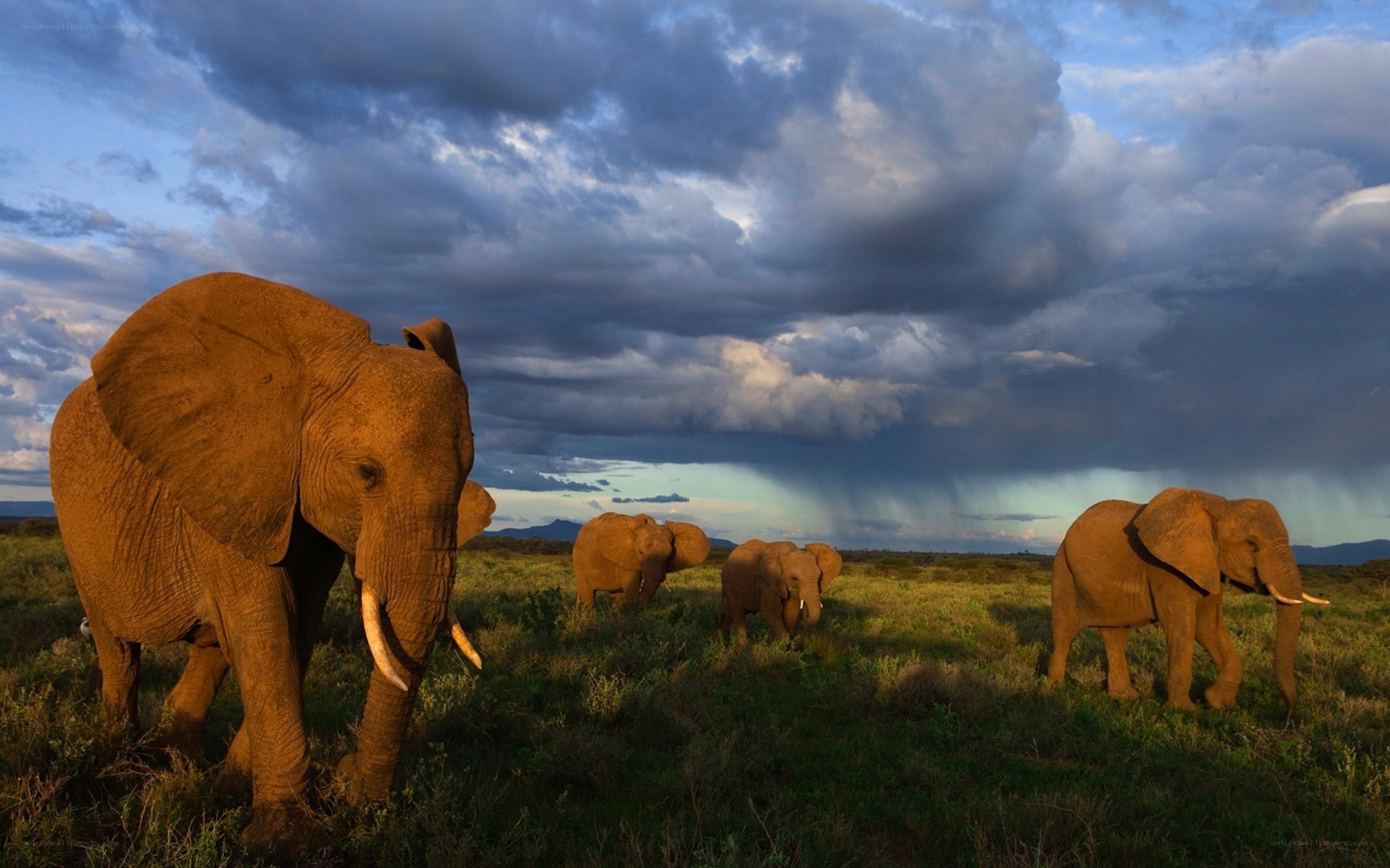 Elephant herd on the savanna