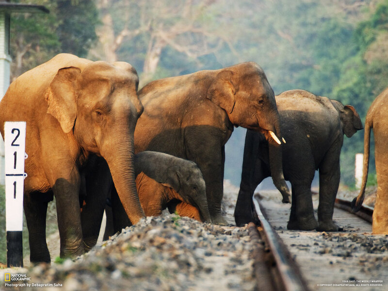 Elephant Herd on Tracks