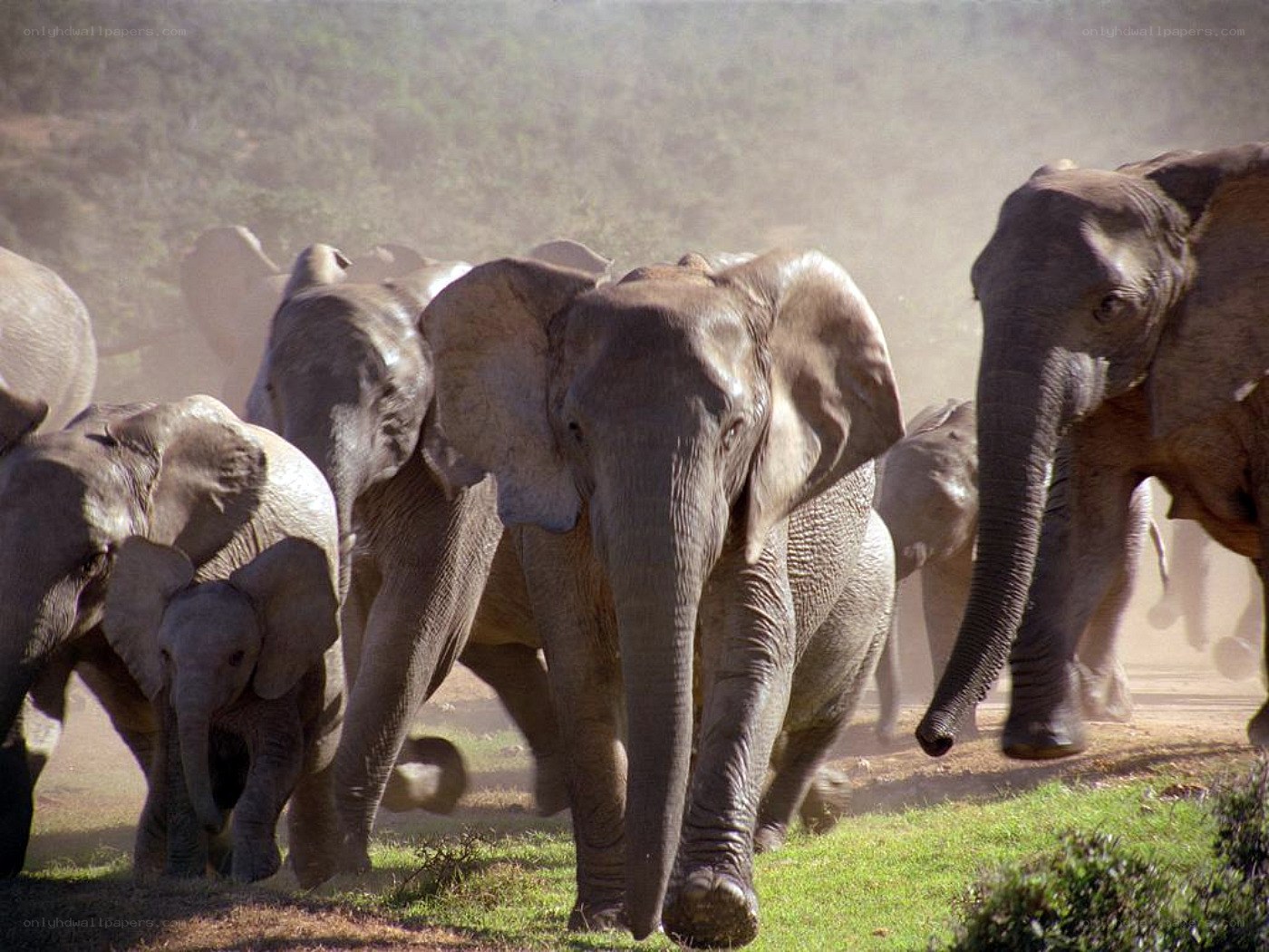 elephant herd running