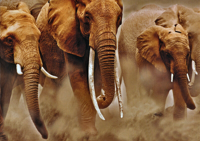 Elephant Herd Running — Brown, Dynamic