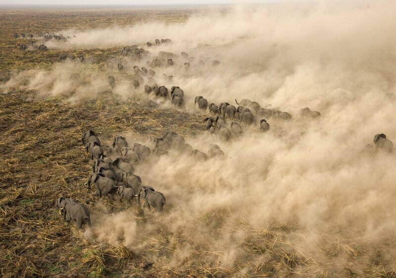Elephant Herd Running — Brown