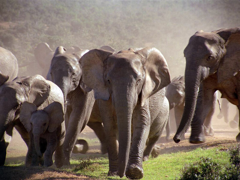 Elephant Herd Running — Gray, Dynamic, Afternoon, Photograph, Dust, Grass