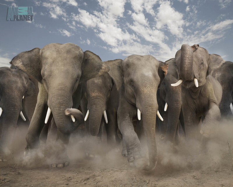 Elephant Herd Running — Gray, Dynamic, Afternoon, Photograph, Dust, Sky, Clouds