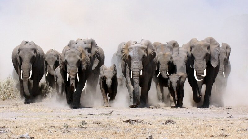 Elephant Herd Running — Gray, Dynamic, Afternoon, Photograph