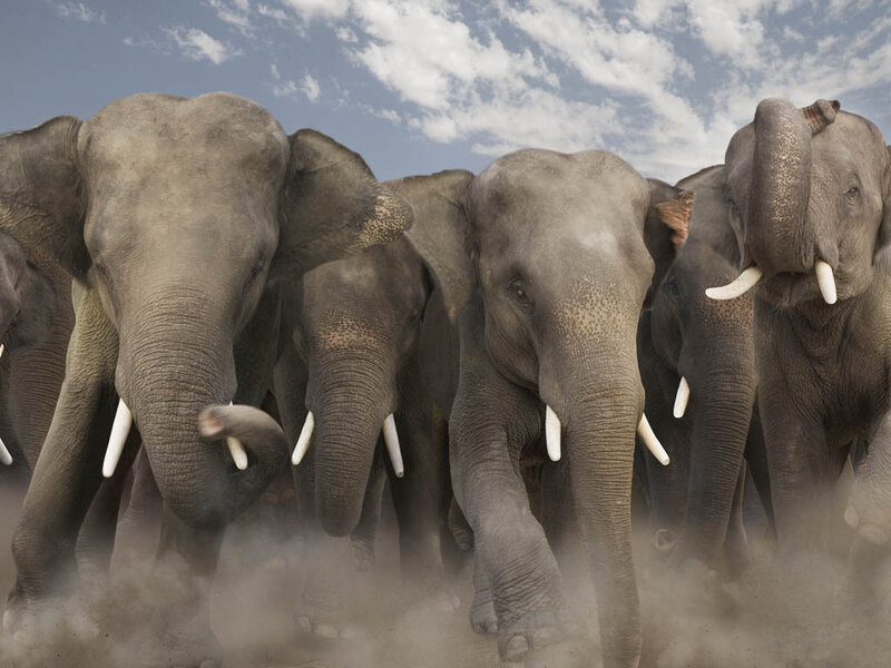 Elephant Herd Running — Gray