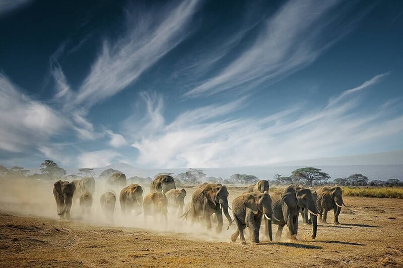 Elephant herd running in dust