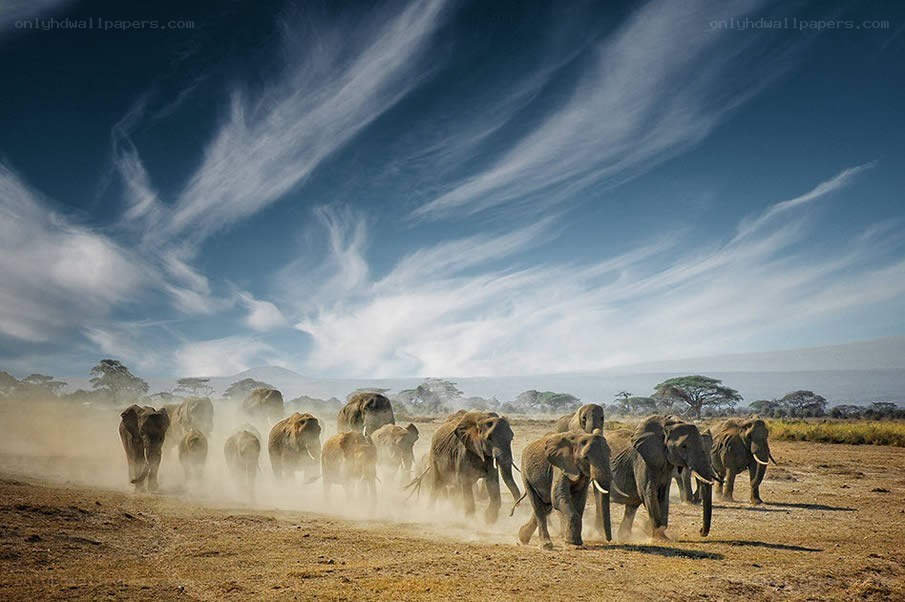 Elephant herd running in dust