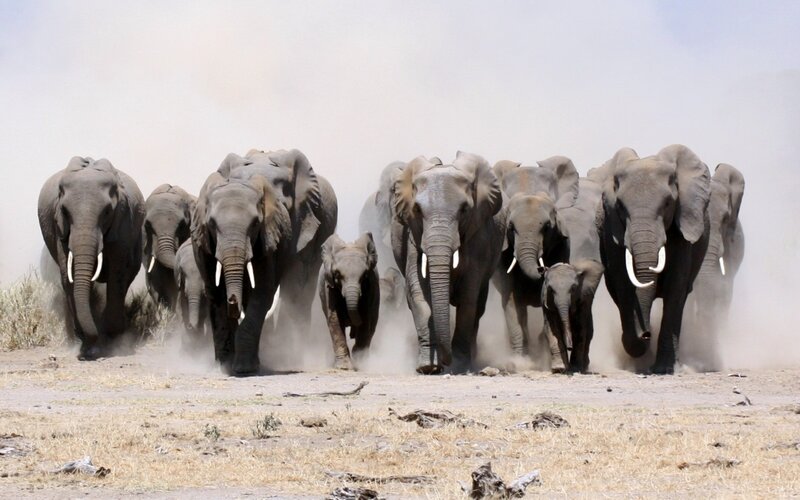 elephant herd running