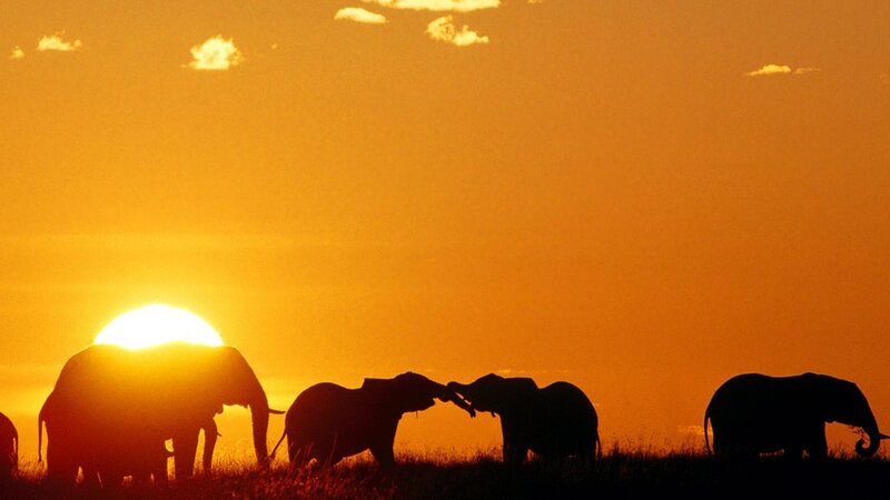 Elephant Herd Silhouette — Orange, Serene, Sunset