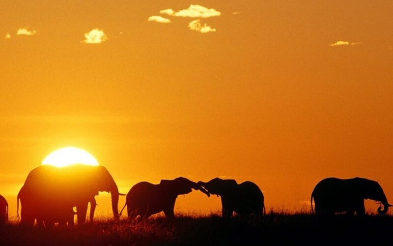 Elephant Herd Silhouette — Orange