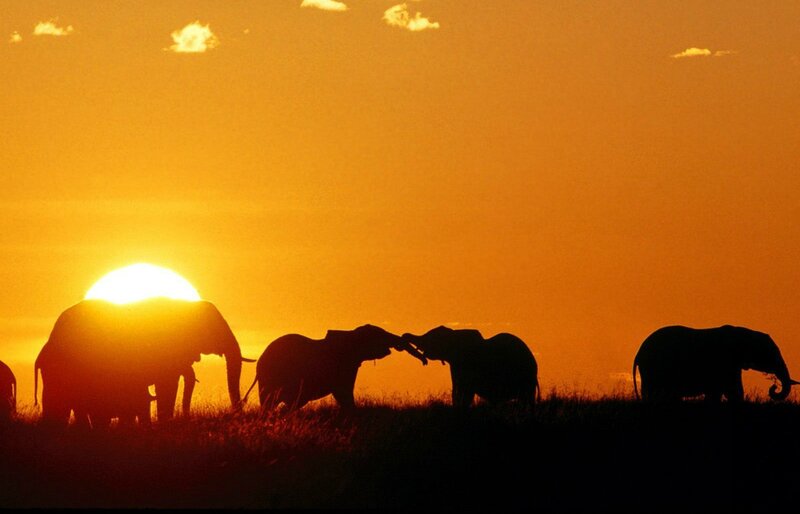 Elephant Herd Silhouette