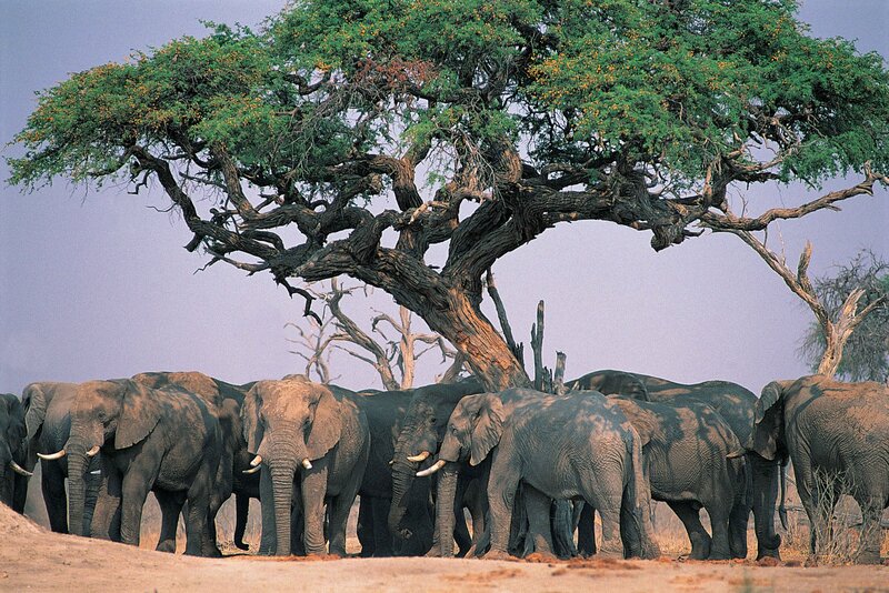 Elephant herd under acacia tree