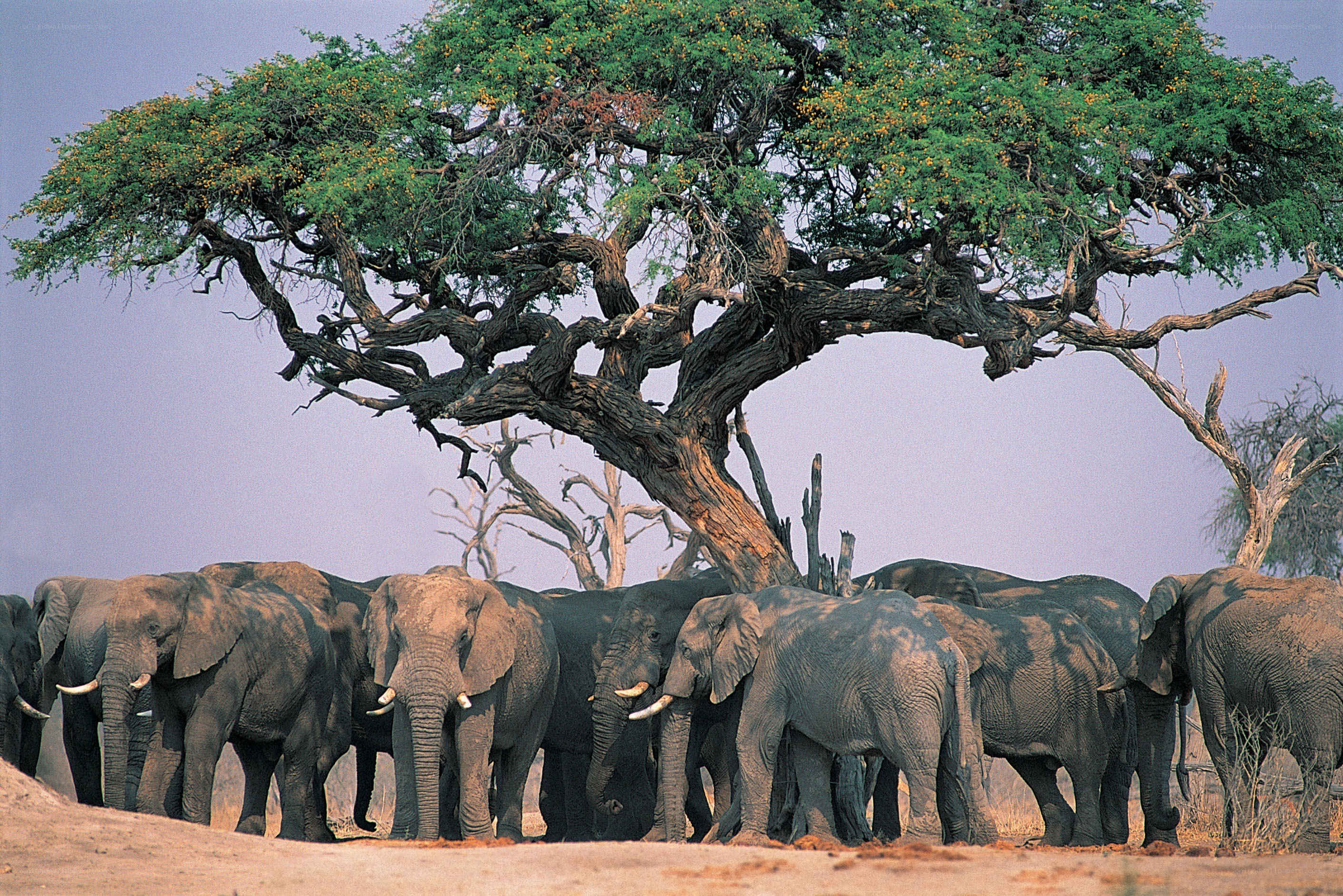 Elephant herd under acacia tree