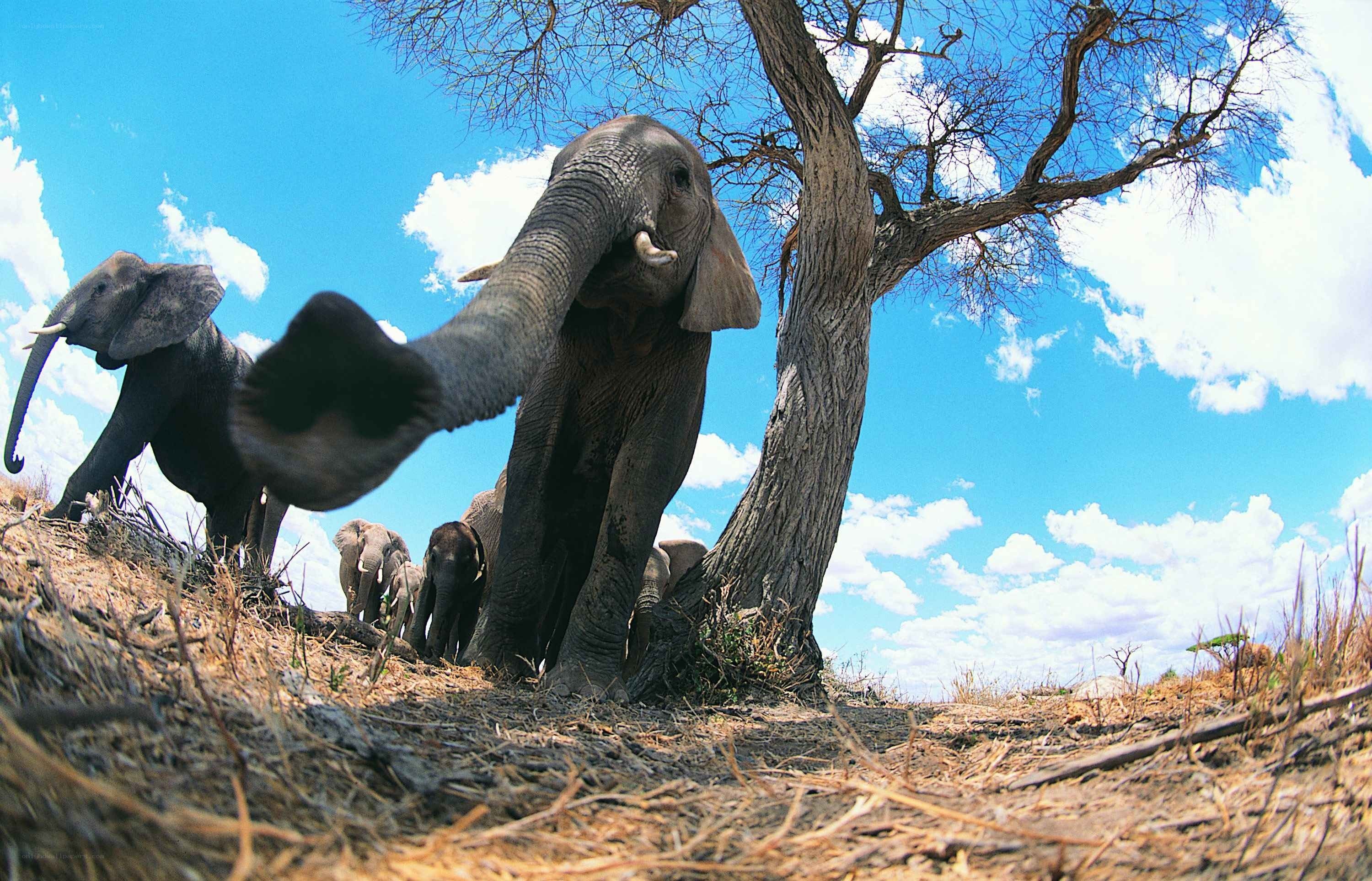 Elephant herd under blue sky