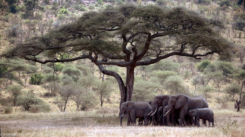 Elephant Herd under Tree