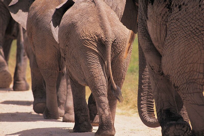 elephant herd walking away