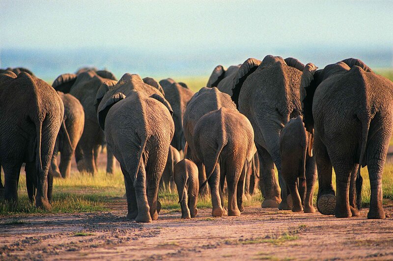 elephant herd walking away