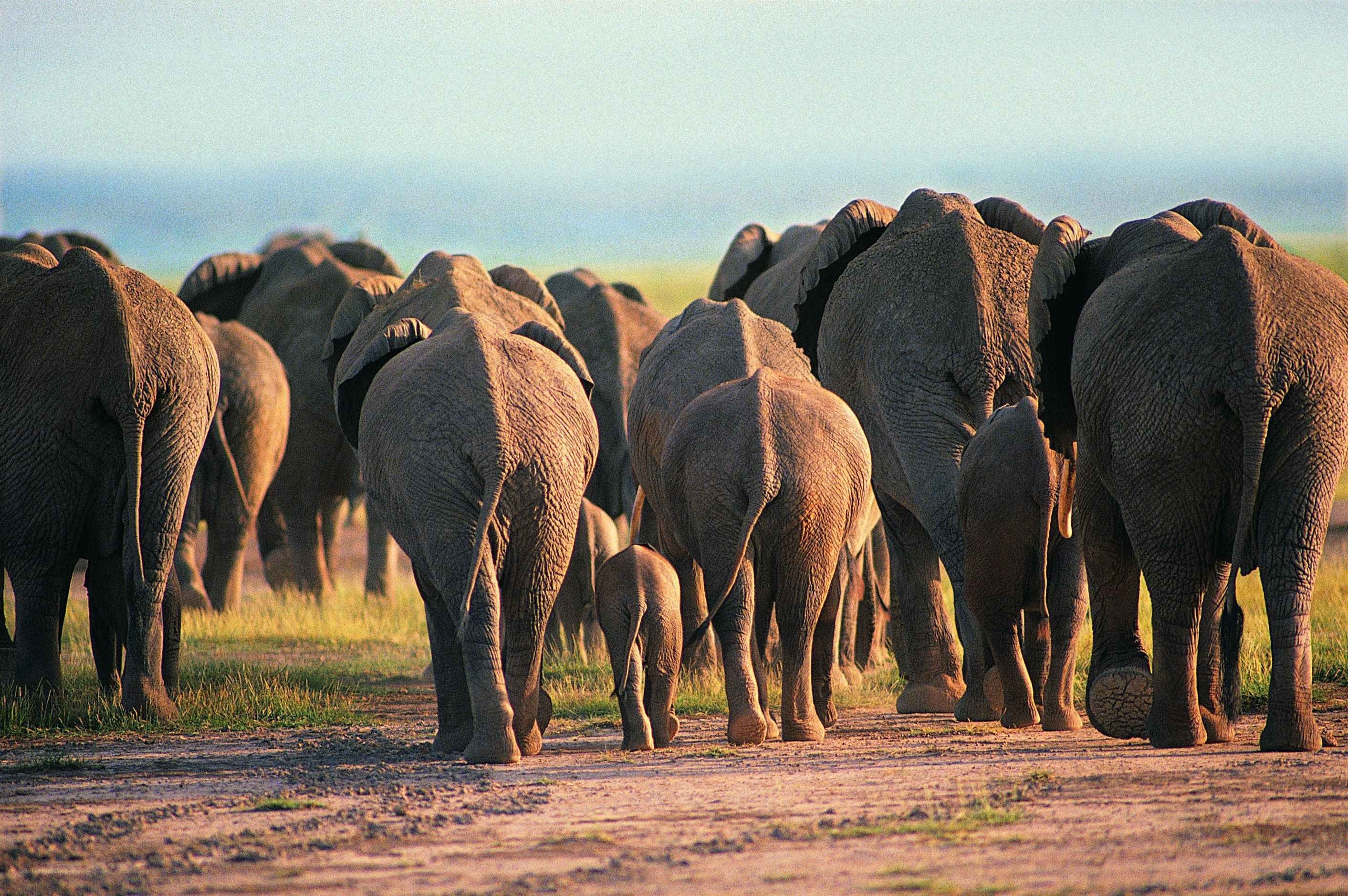 elephant herd walking away