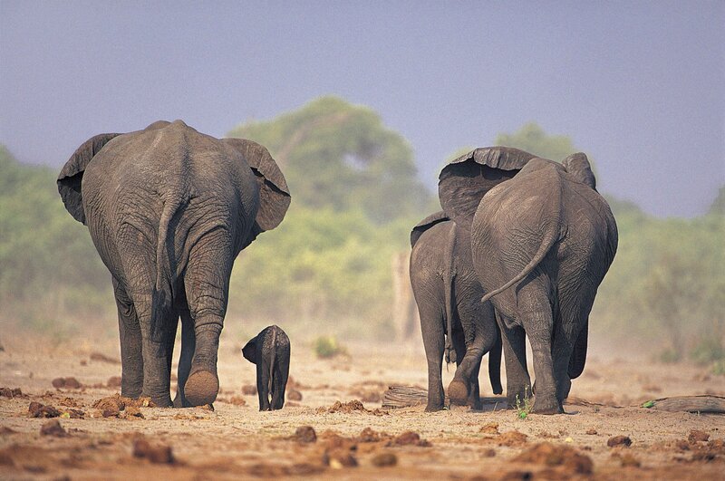 Elephant herd walking away