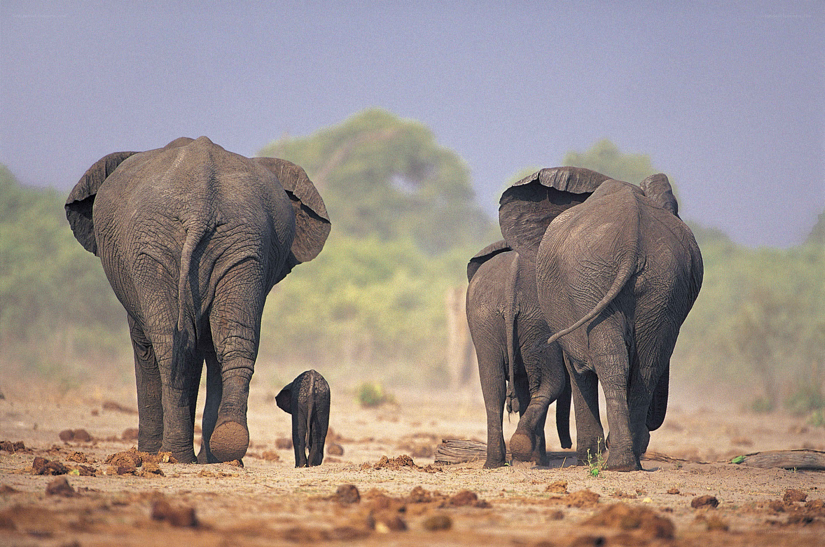 Elephant herd walking away