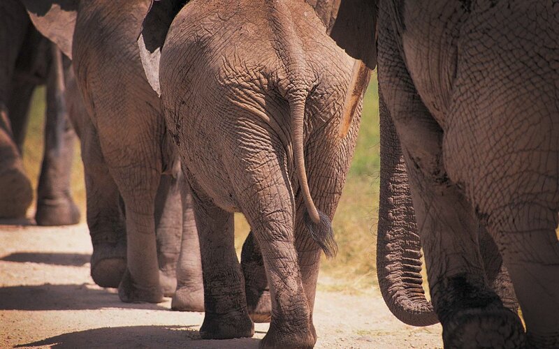 elephant herd walking away