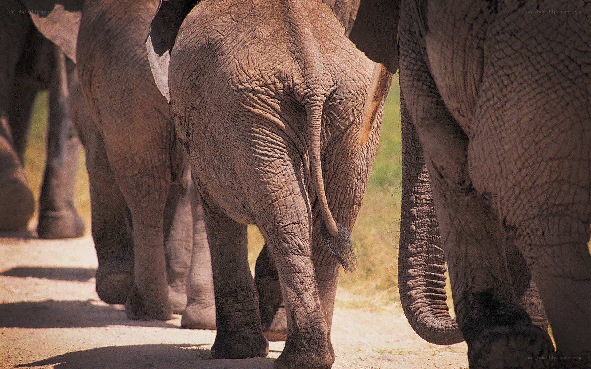 elephant herd walking away