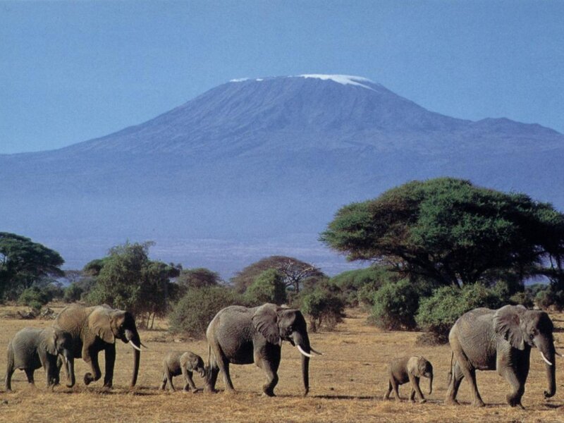 Elephant Herd Walking — Blue