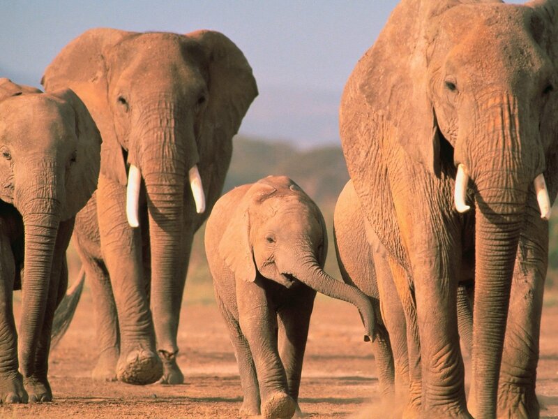 Elephant Herd Walking — Brown, Calm, Afternoon, Photograph, Dusty Ground, Savanna