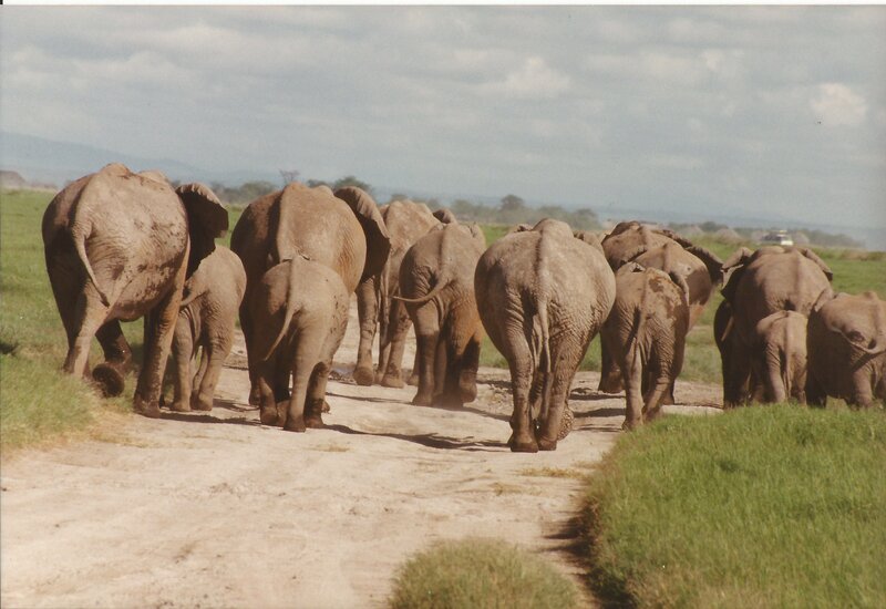 Elephant Herd Walking — Brown, Calm, Afternoon, Photograph