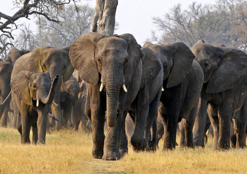 Elephant Herd Walking — Brown, Calm