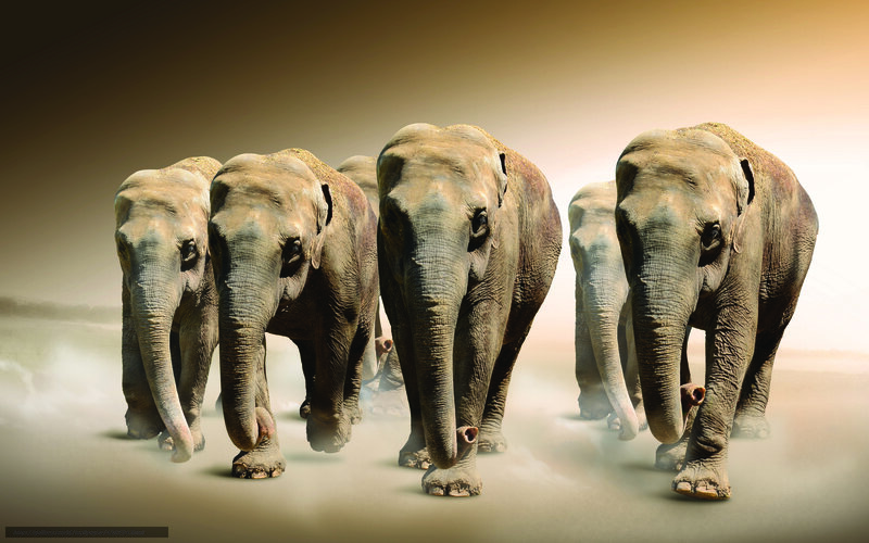 Elephant Herd Walking — Brown, Dramatic, Sunrise