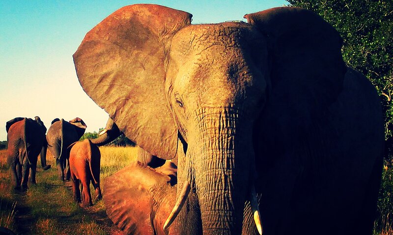 Elephant Herd Walking — Brown, Dramatic, Sunset