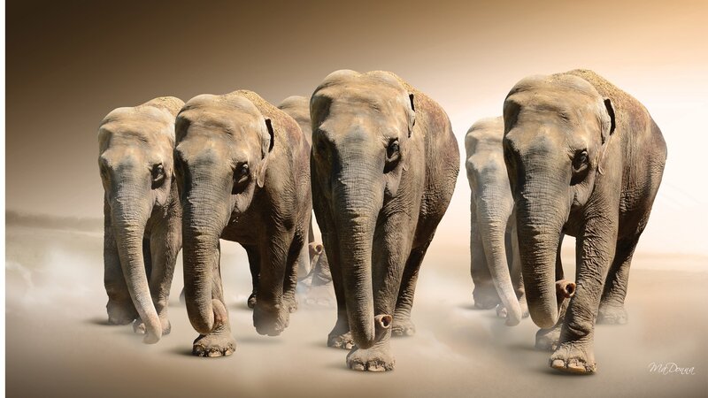 Elephant Herd Walking — Brown, Dramatic