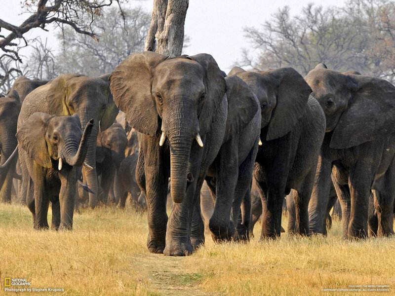 Elephant Herd Walking — Brown, Natural