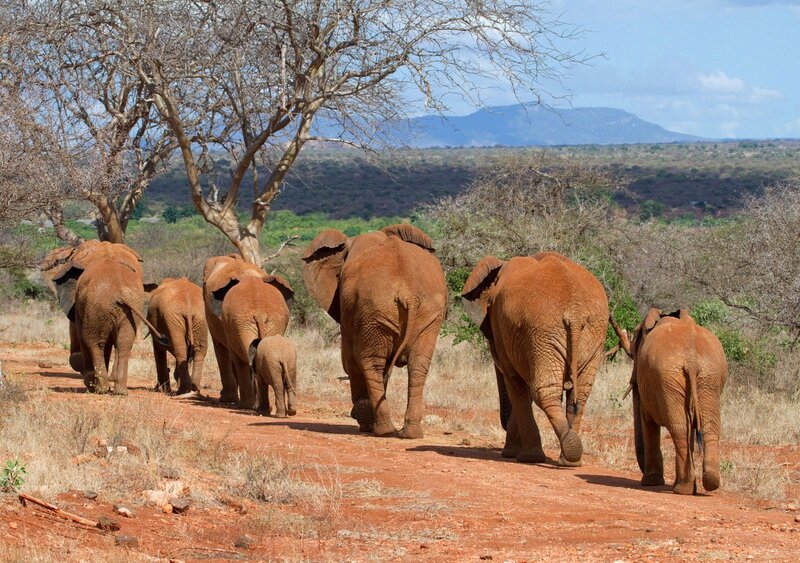 Elephant Herd Walking — Brown, Serene, Afternoon