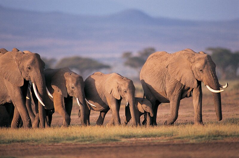 Elephant Herd Walking — Brown, Serene, Morning, Photograph
