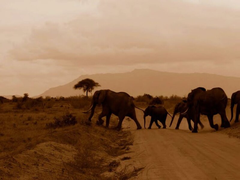 Elephant Herd Walking — Brown, Serene, Sunset