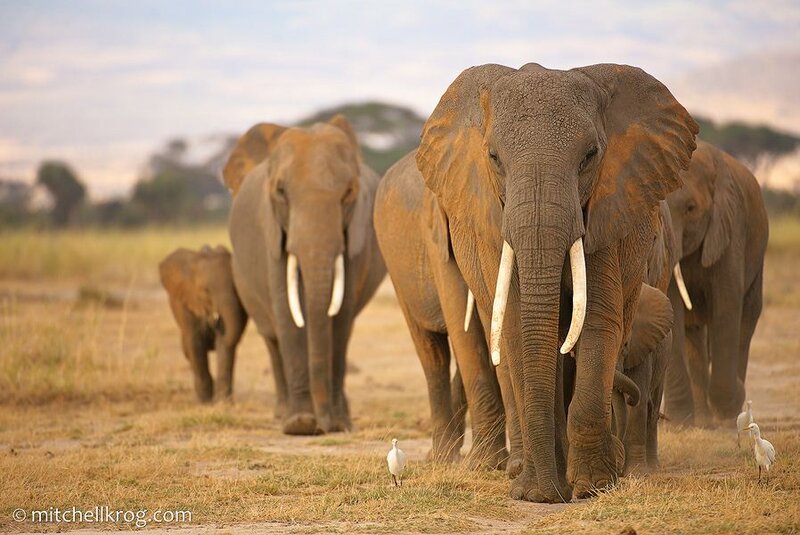 Elephant Herd Walking — Brown, Serene