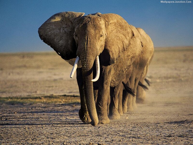 Elephant Herd Walking — Brown