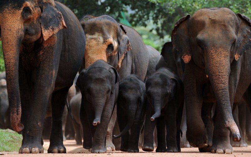 Elephant Herd Walking — Gray, Calm