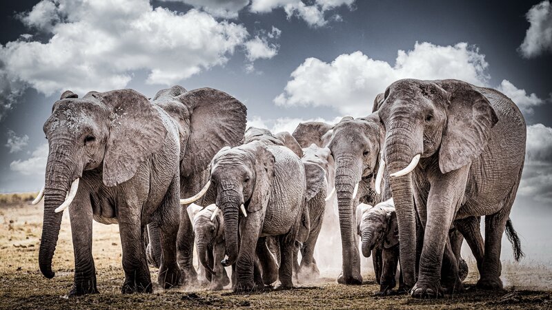 Elephant Herd Walking — Gray