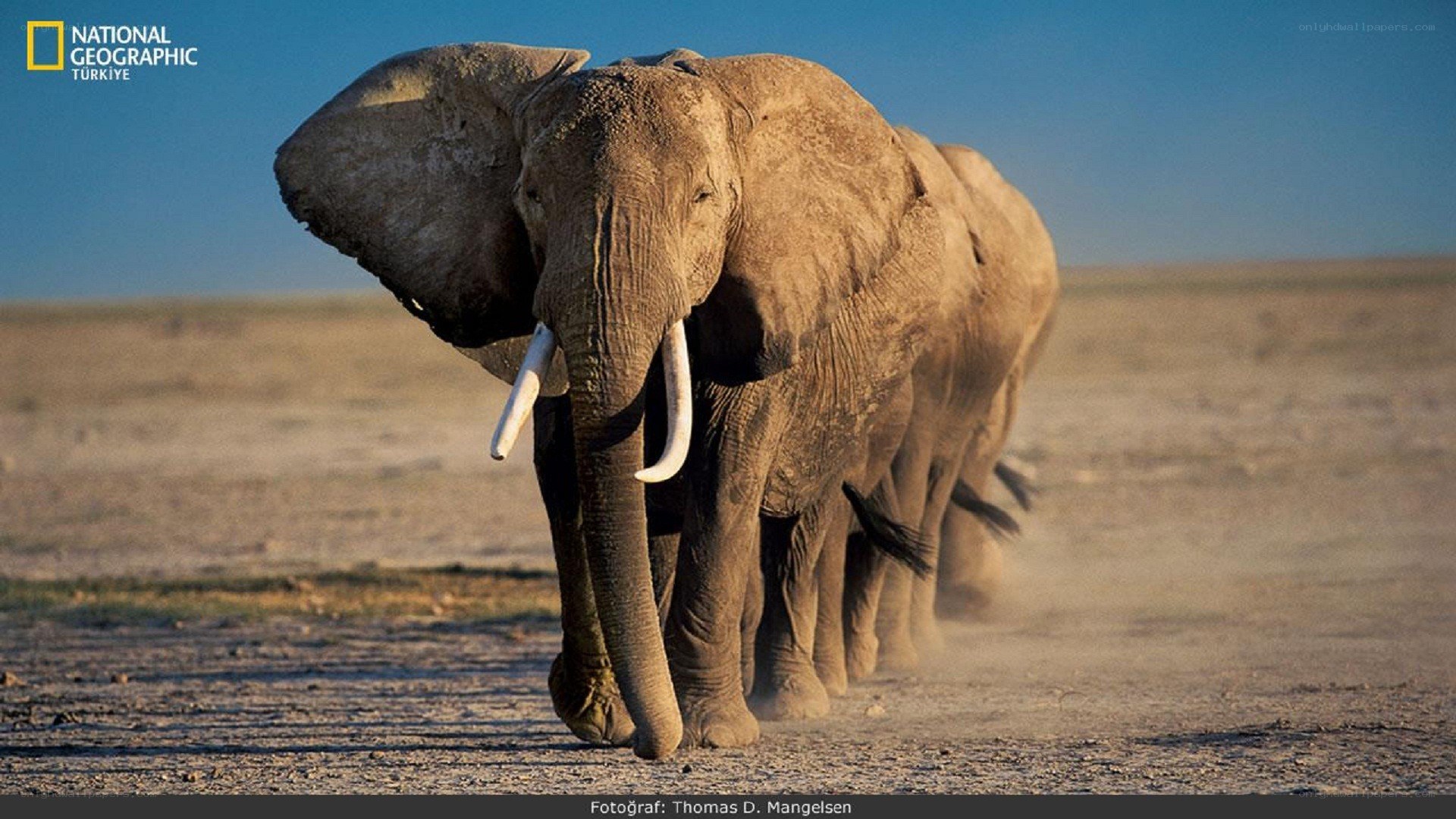Elephant herd walking in desert